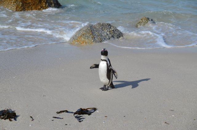 Penguin at Boulders Beach - Photo Credit: Samet Kasik