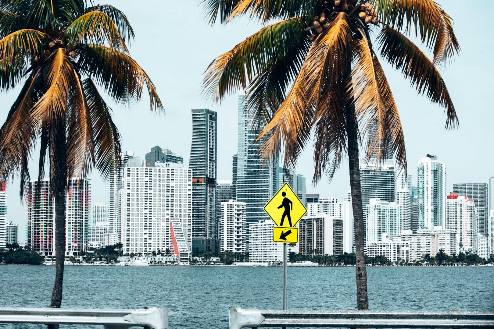 Miami palm trees with cityscape - Photo Credit: One Shot via Pexels